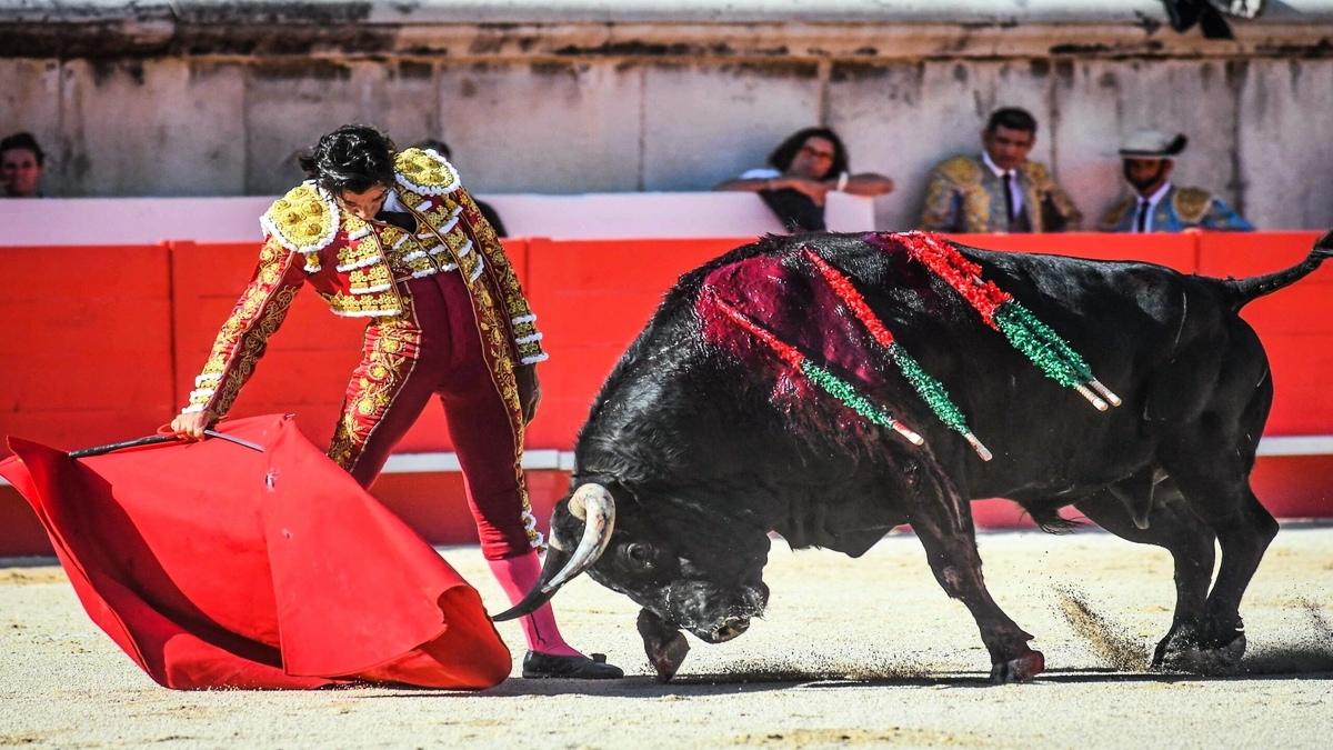 découvrez la passion taurine à albi, une ville où la tradition tauromachique prend vie à travers des événements captivants, des arènes historiques et une culture riche. imprégnez-vous de l'ambiance unique de cette fête populaire et partagez l'émotion des corridas et des spectacles taurins.