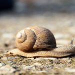 découvrez le village des escargots secrets, un lieu fascinant où la nature et la gastronomie se rencontrent. partez à la rencontre de ces petites créatures fascinantes et explorez des parcours uniques, tout en savourant des délices à base d'escargots. un voyage inoubliable pour les amateurs de nature et de cuisine authentique.