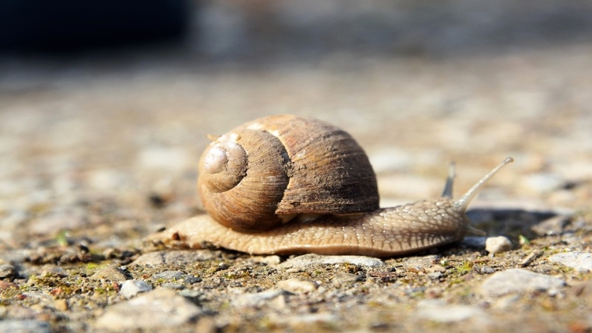 découvrez le village des escargots secrets, un lieu fascinant où la nature et la gastronomie se rencontrent. partez à la rencontre de ces petites créatures fascinantes et explorez des parcours uniques, tout en savourant des délices à base d'escargots. un voyage inoubliable pour les amateurs de nature et de cuisine authentique.