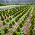 découvrez le sapin de noël des agriculteurs, une illustration parfaite de la magie des fêtes tout en soutenant les producteurs locaux. apportez une touche authentique et durable à vos célébrations avec un sapin soigneusement cultivé et respectueux de l'environnement.