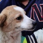 découvrez tout ce qu'il faut savoir sur l'euthanasie canine dans l'hérault. informations sur les procédures, le soutien aux propriétaires et l'accompagnement dans ce moment difficile pour garantir une fin de vie paisible à votre fidèle compagnon.