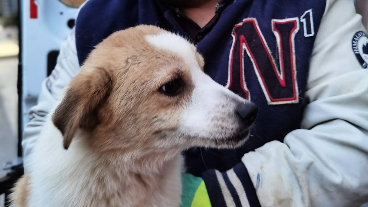 découvrez tout ce qu'il faut savoir sur l'euthanasie canine dans l'hérault. informations sur les procédures, le soutien aux propriétaires et l'accompagnement dans ce moment difficile pour garantir une fin de vie paisible à votre fidèle compagnon.