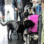 découvrez l'histoire touchante d'un chien renifleur qui a laissé une empreinte indélébile dans le cœur de ses proches. explorez son impact dans le monde du travail canin et le vide laissé par son départ. un hommage émouvant à ces fidèles compagnons.