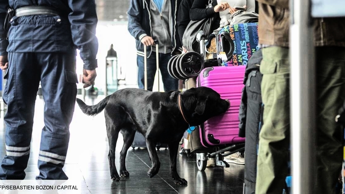 découvrez l'histoire touchante d'un chien renifleur qui a laissé une empreinte indélébile dans le cœur de ses proches. explorez son impact dans le monde du travail canin et le vide laissé par son départ. un hommage émouvant à ces fidèles compagnons.