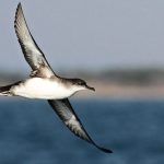 découvrez la beauté et la diversité des oiseaux dans l'hérault. partez à l'aventure à travers les richesses naturelles de cette région et apprenez à identifier les espèces emblématiques qui peuplent les paysages enchanteresses.