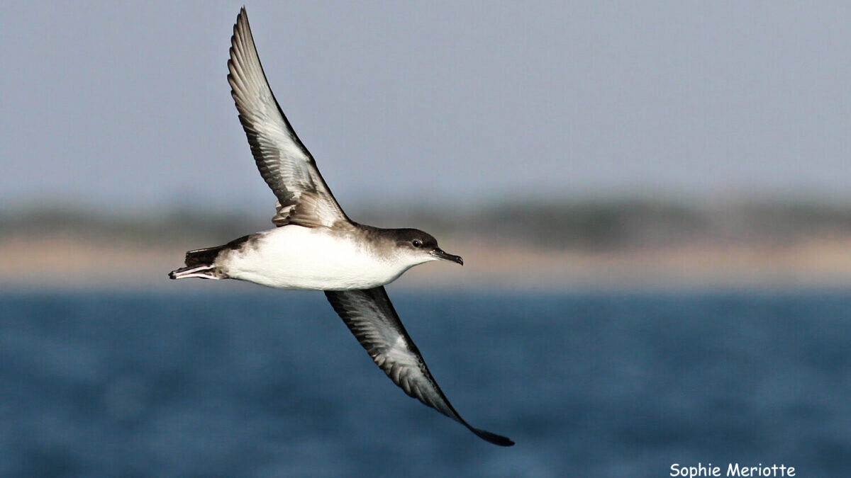 découvrez la beauté et la diversité des oiseaux dans l'hérault. partez à l'aventure à travers les richesses naturelles de cette région et apprenez à identifier les espèces emblématiques qui peuplent les paysages enchanteresses.