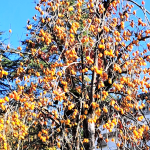 découvrez l'impact du vieillissement en lozère, une région riche en paysages et en traditions. explorez les défis et les opportunités liés au vieillissement de la population, ainsi que les initiatives locales pour améliorer la qualité de vie des seniors. plongez dans une réflexion sur l'avenir des personnes âgées en lozère.