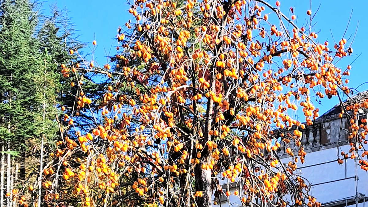 découvrez l'impact du vieillissement en lozère, une région riche en paysages et en traditions. explorez les défis et les opportunités liés au vieillissement de la population, ainsi que les initiatives locales pour améliorer la qualité de vie des seniors. plongez dans une réflexion sur l'avenir des personnes âgées en lozère.