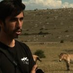 découvrez les efforts de conservation des chevaux de przewalski, une espèce emblématique menacée d'extinction. apprenez comment ces initiatives contribuent à préserver leur habitat naturel et à assurer leur survie pour les générations futures.