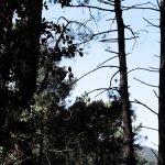 découvrez les cévennes, un véritable paradis pour les amoureux de la nature avec 1800 km de sentiers bordant des villages pittoresques. partez à l'aventure à travers des paysages époustouflants, profitez de la richesse de la faune et de la flore, et imprégnez-vous du charme authentique de cette région unique.