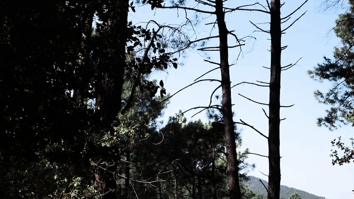découvrez les cévennes, un véritable paradis pour les amoureux de la nature avec 1800 km de sentiers bordant des villages pittoresques. partez à l'aventure à travers des paysages époustouflants, profitez de la richesse de la faune et de la flore, et imprégnez-vous du charme authentique de cette région unique.