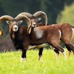 rejoignez les chasseurs unis pour restaurer mostuéjouls, un projet dédié à la préservation de notre patrimoine naturel et culturel. ensemble, agissons pour la revitalisation de notre commune et la protection de ses richesses environnementales.