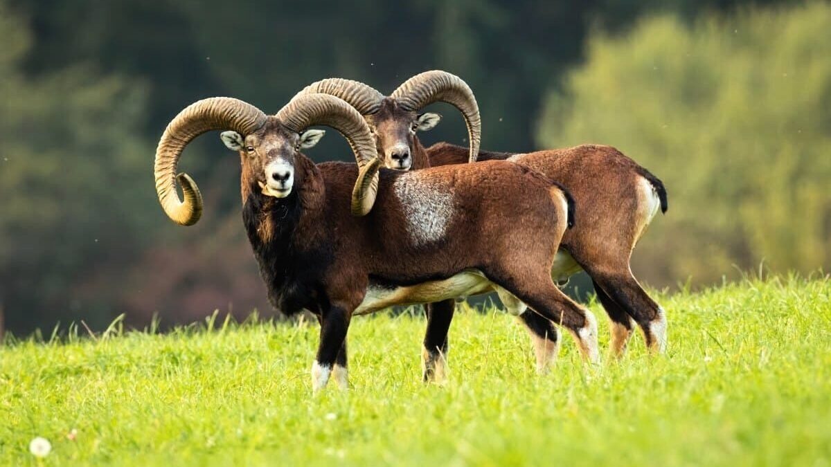rejoignez les chasseurs unis pour restaurer mostuéjouls, un projet dédié à la préservation de notre patrimoine naturel et culturel. ensemble, agissons pour la revitalisation de notre commune et la protection de ses richesses environnementales.