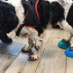 découvrez l'univers déchirant de la tragédie canine, où les histoires poignantes de nos fidèles compagnons se mêlent à la tristesse de leur sort. plongez dans des récits émouvants qui mettent en lumière la beauté et la vulnérabilité de nos amis à quatre pattes.