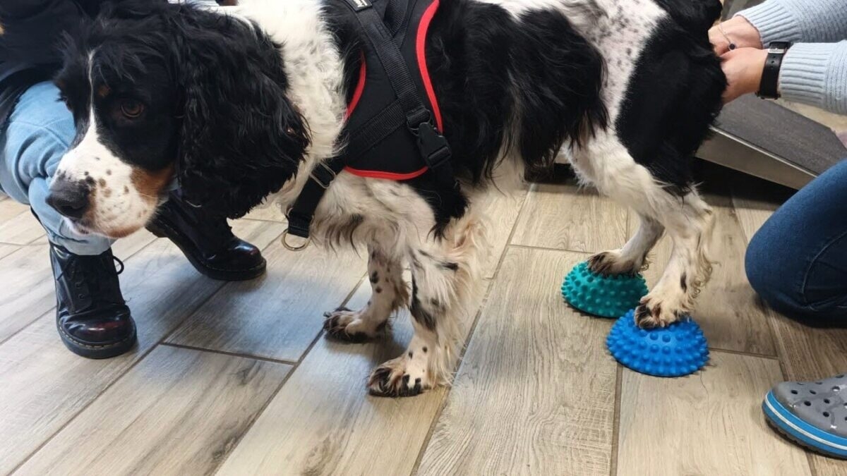 découvrez l'univers déchirant de la tragédie canine, où les histoires poignantes de nos fidèles compagnons se mêlent à la tristesse de leur sort. plongez dans des récits émouvants qui mettent en lumière la beauté et la vulnérabilité de nos amis à quatre pattes.