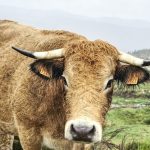 découvrez les meilleurs lieux de télétravail en lozère, alliant tranquillité et paysages magnifiques. idéaux pour allier productivité et nature, ces espaces vous permettront de travailler efficacement tout en rechargeant vos batteries. explorez nos recommandations pour télétravailler dans un cadre inspirant.