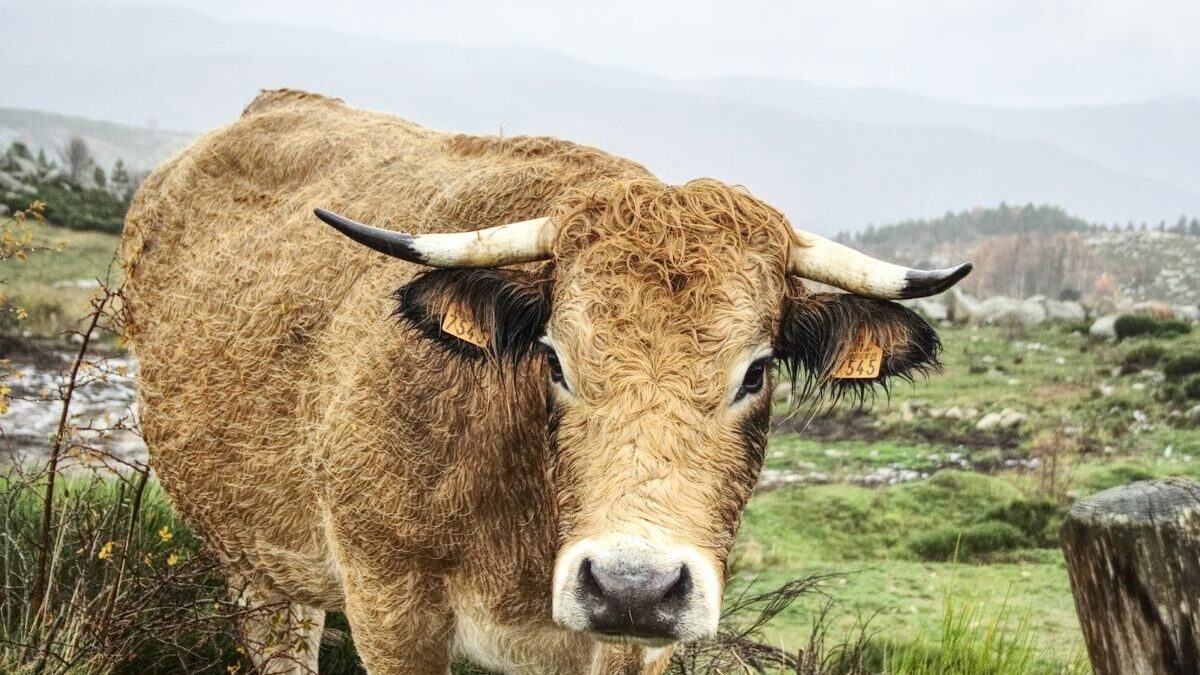découvrez les meilleurs lieux de télétravail en lozère, alliant tranquillité et paysages magnifiques. idéaux pour allier productivité et nature, ces espaces vous permettront de travailler efficacement tout en rechargeant vos batteries. explorez nos recommandations pour télétravailler dans un cadre inspirant.
