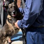 découvrez l'histoire touchante de cookie, une chienne héroïque, dont le courage et la loyauté ont fait d'elle une véritable héroïne. son décès a laissé une empreinte indélébile dans le cœur de ceux qu'elle a sauvés. rappelons ensemble son parcours inspirant et son impact sur la vie de nombreuses personnes.