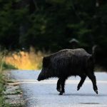 découvrez l'incident tragique survenu en aveyron, où un sanglier a été blessé lors d'une chasse, mettant en lumière la négligence de certains chasseurs. un récit poignant qui soulève des questions sur la sécurité et la responsabilité dans la pratique de la chasse.
