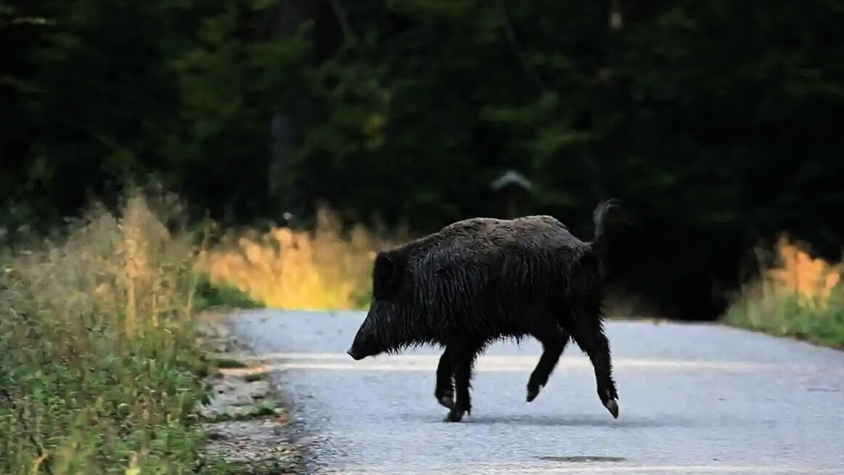 découvrez l'incident tragique survenu en aveyron, où un sanglier a été blessé lors d'une chasse, mettant en lumière la négligence de certains chasseurs. un récit poignant qui soulève des questions sur la sécurité et la responsabilité dans la pratique de la chasse.