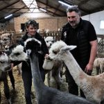 découvrez l'impact alarmant des attaques de chiens sur les populations d'alpagas. cet article explore les incidents récents, les conséquences pour les éleveurs et les mesures préventives à mettre en place pour protéger ces animaux précieux.