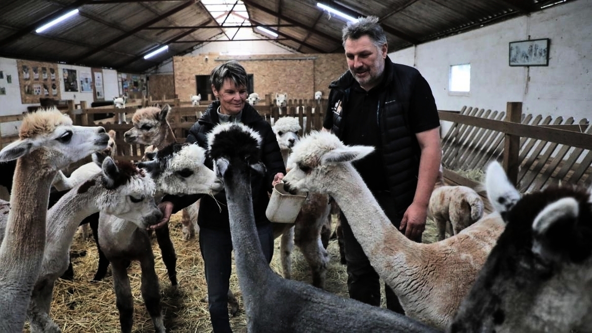 découvrez l'impact alarmant des attaques de chiens sur les populations d'alpagas. cet article explore les incidents récents, les conséquences pour les éleveurs et les mesures préventives à mettre en place pour protéger ces animaux précieux.