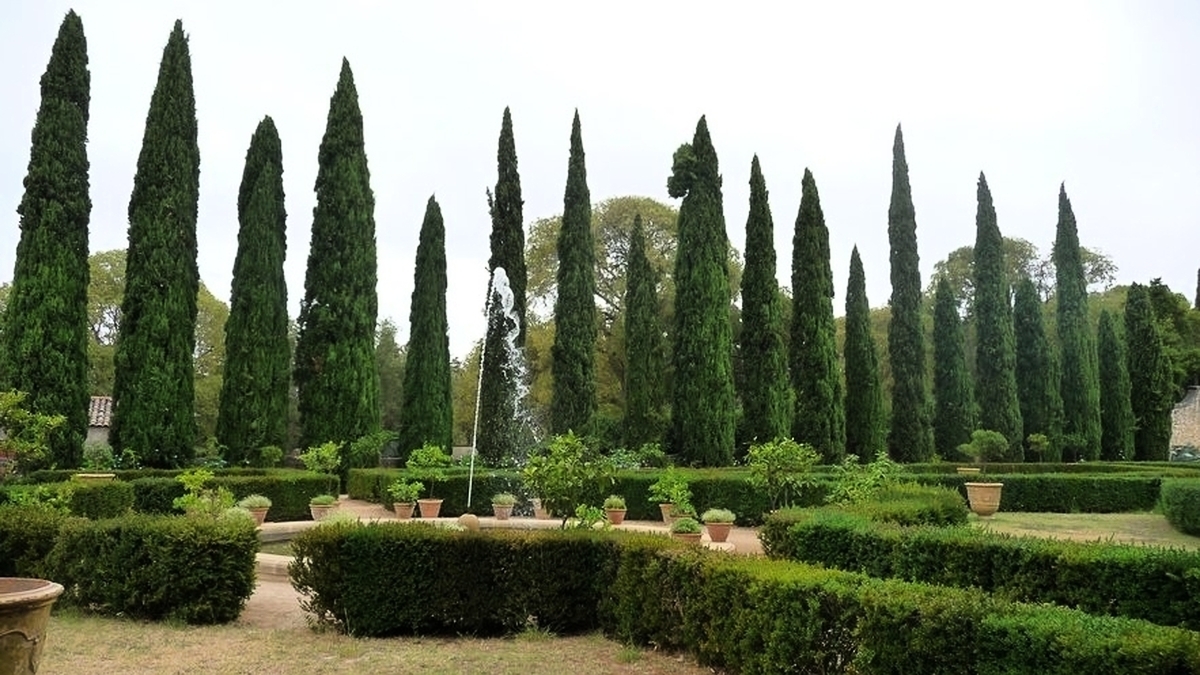 découvrez tout sur les pollens de cyprès dans l'hérault ! informez-vous sur les périodes de pollinisation, les symptômes d'allergies et les conseils pour mieux vivre avec ces pollens dans cette région ensoleillée.