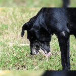 découvrez les dangers de l'empoisonnement des animaux dans l'hérault, les signes à surveiller et les actions à entreprendre pour protéger vos compagnons à quatre pattes et sensibiliser la communauté face à ce fléau. agissez pour garder vos animaux en sécurité!