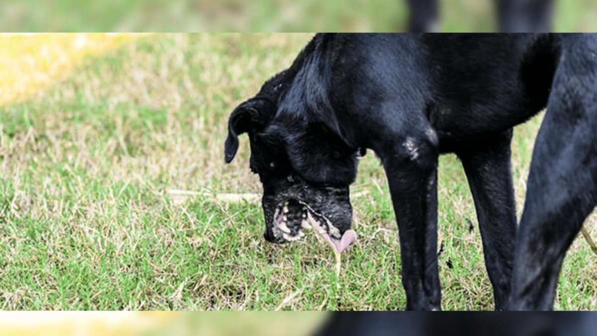 découvrez les dangers de l'empoisonnement des animaux dans l'hérault, les signes à surveiller et les actions à entreprendre pour protéger vos compagnons à quatre pattes et sensibiliser la communauté face à ce fléau. agissez pour garder vos animaux en sécurité!
