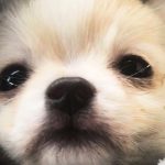 découvrez notre analyse approfondie sur les cas de chiots morts et l'acquittement des responsables. entre enjeux éthiques et légaux, apprenez comment la justice traite ces tragédies animalières et ce que cela signifie pour la protection des animaux.