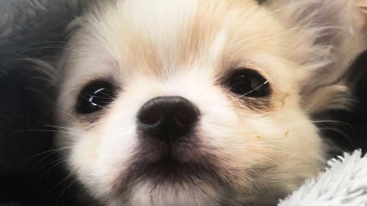 découvrez notre analyse approfondie sur les cas de chiots morts et l'acquittement des responsables. entre enjeux éthiques et légaux, apprenez comment la justice traite ces tragédies animalières et ce que cela signifie pour la protection des animaux.