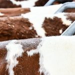 découvrez les dernières innovations et tendances de la filière agricole au salon de l'agriculture. rencontrez des experts, participez à des ateliers interactifs et explorez les opportunités de ce secteur dynamique. ne manquez pas cet événement incontournable pour tous les passionnés d'agriculture !