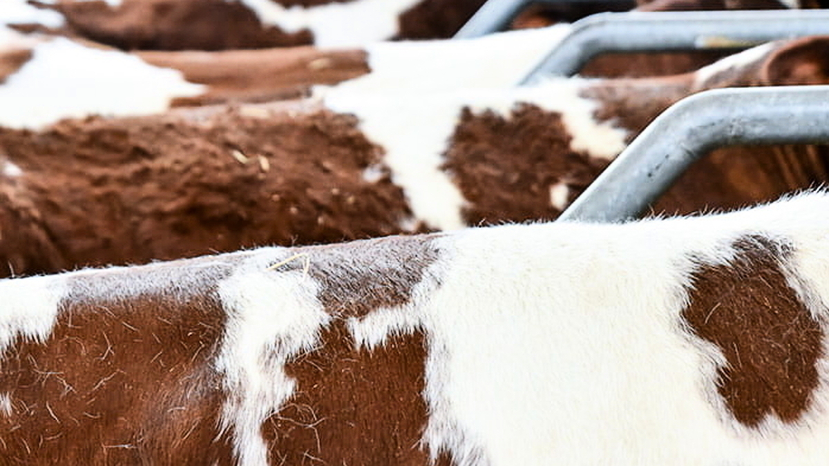découvrez les dernières innovations et tendances de la filière agricole au salon de l'agriculture. rencontrez des experts, participez à des ateliers interactifs et explorez les opportunités de ce secteur dynamique. ne manquez pas cet événement incontournable pour tous les passionnés d'agriculture !