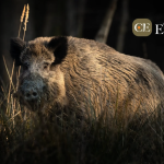 découvrez les secrets de la chasse au sanglier en aveyron, entre paysages époustouflants et moments de convivialité. préparez-vous à vivre une aventure inoubliable au cœur de la nature.