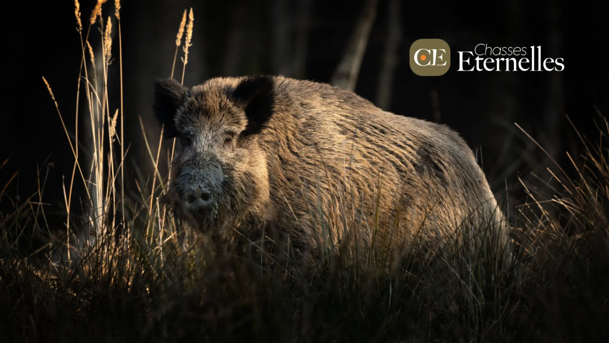 découvrez les secrets de la chasse au sanglier en aveyron, entre paysages époustouflants et moments de convivialité. préparez-vous à vivre une aventure inoubliable au cœur de la nature.