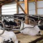 découvrez l'importance du bien-être animal, une approche essentielle qui vise à garantir une vie saine et épanouissante pour nos compagnons. explorez les pratiques, les droits et les initiatives qui contribuent à leur bonheur et à leur santé dans notre société.