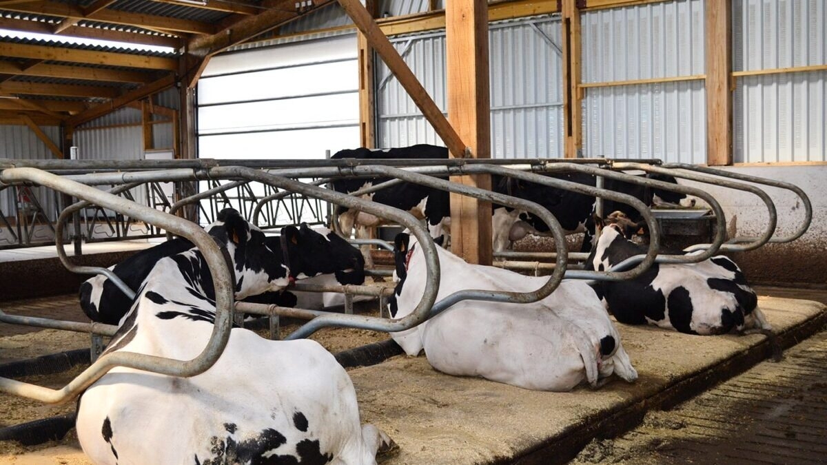 découvrez l'importance du bien-être animal, une approche essentielle qui vise à garantir une vie saine et épanouissante pour nos compagnons. explorez les pratiques, les droits et les initiatives qui contribuent à leur bonheur et à leur santé dans notre société.