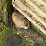 découvrez le fascinant retour du castor en tarn-et-garonne, symbole de la biodiversité retrouvée. plongez dans l'histoire de cette espèce emblématique et explorez son impact sur l'écosystème local.
