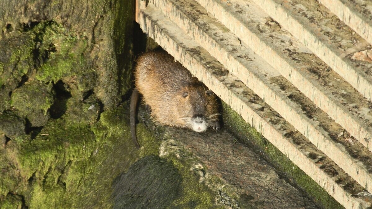 découvrez le fascinant retour du castor en tarn-et-garonne, symbole de la biodiversité retrouvée. plongez dans l'histoire de cette espèce emblématique et explorez son impact sur l'écosystème local.