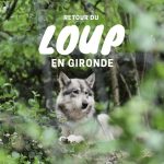 découvrez le fascinant retour du loup en france, un événement marquant pour la biodiversité et l'écosystème. explorez son impact sur la faune locale, les enjeux de conservation, et les débats passionnés autour de sa réintroduction.