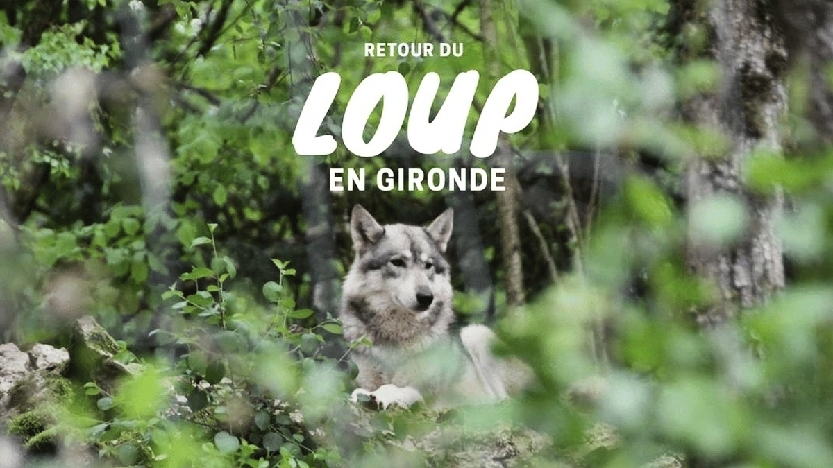 découvrez le fascinant retour du loup en france, un événement marquant pour la biodiversité et l'écosystème. explorez son impact sur la faune locale, les enjeux de conservation, et les débats passionnés autour de sa réintroduction.