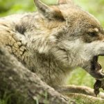 découvrez les mystères et la dangerosité des attaques de loups, un phénomène fascinant de la faune sauvage. plongez dans les récits troublants et les études sur le comportement des loups, et apprenez comment prévenir les rencontres avec ces prédateurs majestueux.