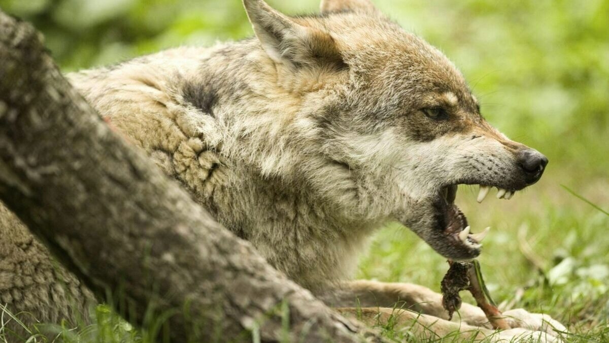 découvrez les mystères et la dangerosité des attaques de loups, un phénomène fascinant de la faune sauvage. plongez dans les récits troublants et les études sur le comportement des loups, et apprenez comment prévenir les rencontres avec ces prédateurs majestueux.