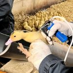découvrez les mesures efficaces pour réduire le risque de grippe aviaire dans le tarn. informez-vous sur les pratiques de prévention, les recommandations sanitaires et les actions des autorités pour protéger la santé des volailles et la sécurité alimentaire.