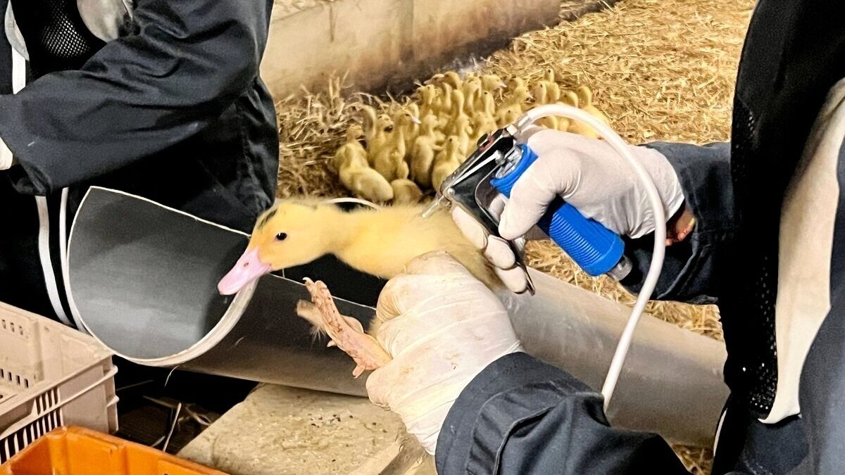 découvrez les mesures efficaces pour réduire le risque de grippe aviaire dans le tarn. informez-vous sur les pratiques de prévention, les recommandations sanitaires et les actions des autorités pour protéger la santé des volailles et la sécurité alimentaire.