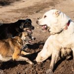 découvrez comment gérer un chien agressif lors de vos sorties en trail. apprenez des techniques de dressage et des conseils pratiques pour assurer des randonnées sereines et sécurisées.