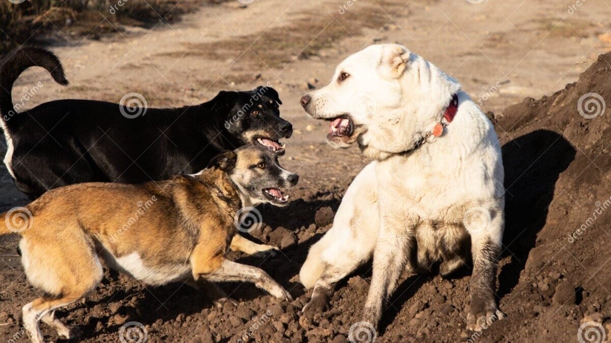 découvrez comment gérer un chien agressif lors de vos sorties en trail. apprenez des techniques de dressage et des conseils pratiques pour assurer des randonnées sereines et sécurisées.