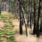 découvrez nos services de débroussaillement dans l'hérault pour un terrain propre et sécurisé. nous vous aidons à maîtriser la végétation excessive, à prévenir les risques d'incendie et à valoriser vos espaces extérieurs. contactez-nous pour un devis personnalisé et profitez d'une intervention professionnelle et rapide.