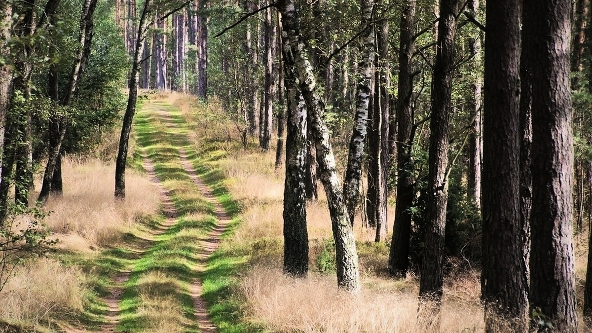 découvrez nos services de débroussaillement dans l'hérault pour un terrain propre et sécurisé. nous vous aidons à maîtriser la végétation excessive, à prévenir les risques d'incendie et à valoriser vos espaces extérieurs. contactez-nous pour un devis personnalisé et profitez d'une intervention professionnelle et rapide.