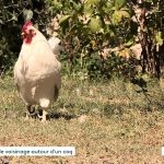 découvrez l'incroyable histoire d'une plainte déposée dans l'hérault contre un coq chanteur, un événement surprenant qui soulève des questions sur le bruit et la tranquillité dans nos campagnes. plongez dans ce récit insolite où la vie rurale se confronte aux attentes des habitants.